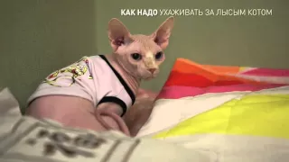 как надо ухаживать за лысым котом