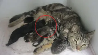 The cat gave birth to kittens, after 8 days the owner noticed that there was more for one baby.
