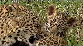 SafariLive March 4- Leopard Thandi en her cub Tlalamba!