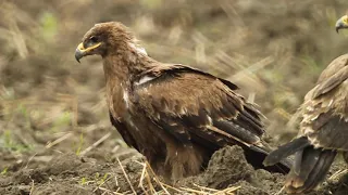 ველის არწივი - steppe eagle - aquila nipalensis orientalis