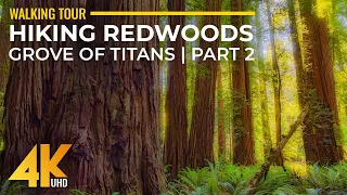 4K HDR Virtual Walk in Redwoods - Highest Trees & Forest Sounds - Hiking Grove of Titans Trail - #2