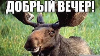 Т-49 Добрый Вечер! Вежливый ЛосЬ ))))))