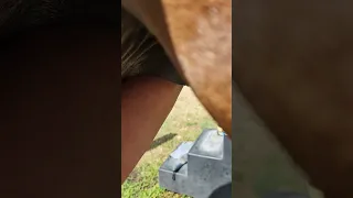 Removing a large horse bean while sheath cleaning a horse