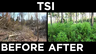 Why You NEED To Implement Timber Stand Improvement!!