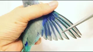 How to Clip a Parrot's Wings:  Easy Steps!