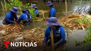 Planeta Tierra: Así intentan detener la alarmante reducción de los vitales manglares de El Salvador