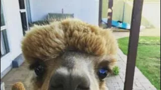 wow this pet alpaca is so damn cute