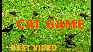 Best Video FOR CATS : Cats Do Back-flips For This Birdies