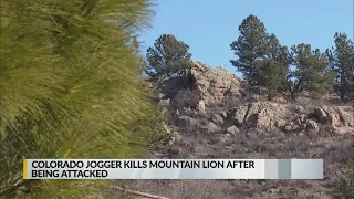 Runner fights off, kills mountain lion in northern Colorado