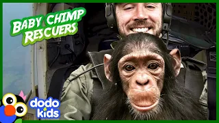 Pilot Lets Baby Chimps Ride In His Lap | Animal Videos | Dodo Kids