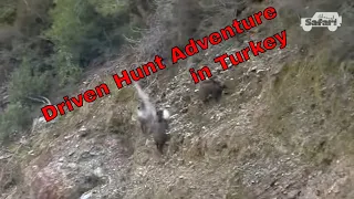 Chasing Boars Through the Rocks: A High Mountain Wild Boar Driven Hunt in the Middle East