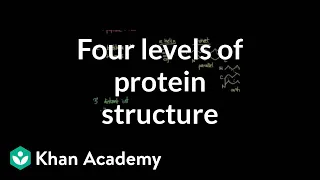 Four levels of protein structure | Chemical processes | MCAT | Khan Academy