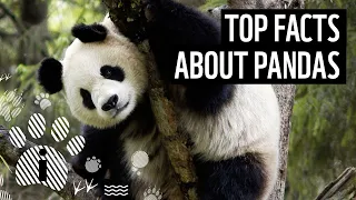 Top facts about giant pandas | WWF