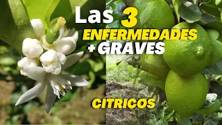 Las 3 Enfermedades Mas Graves de los Cítricos - enfermedades de cítricos