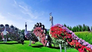 Dubai Miracle Garden | "Чудо Сад" в Дубай