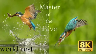 Kingfisher Diving 8k UHD Slow Motion: Captivating Footage of the World's Fastest Bird in Action 2023