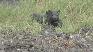 bow hunting boars in the NT. northern broadheads