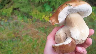 Знайшов багато великих білих грибів   |Найкращий білий гриб