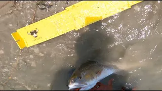 South Padre Island,TX... Redfish city! Chasing Reds and Trouts!