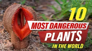 MOST AMAZING TOP 10 TOXIC & DEADLY PLANTS ON EARTH YOU SHOULD NEVER TOUCH