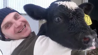 Купили ДЕСЯТЬ молочных телят.🐮. Маркетинговый обман.