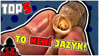 TOP 5 - Nejděsivějších PARAZITŮ