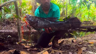 Setting lines for Wolf fish / Anjumara - Jungle creek fishing - Suriname