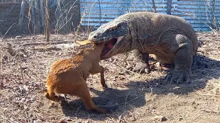 The Seconds Of The Goat Being Eaten By The Komodo Dragon