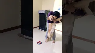 Dad and dog's love🥰#goldenretriever #tiktok #shorts#funny #ytshorts