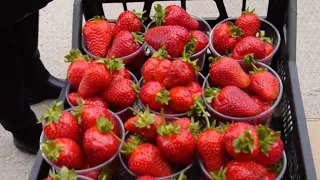Роспотребнадзор советует покупать фрукты и овощи только в санкционированных местах