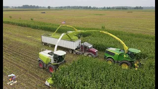 3 Choppers Filling 1 Truck - Corn Silage Harvest