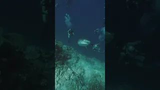 Shark scares camera man