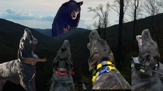 Bear Chasin’ with Hounds: Catch and Release