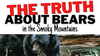 Are There Bear Attacks in Gatlinburg? Find Out - Watch to the End - Stay Safe, Enjoy Seeing Wildlife