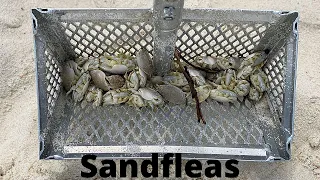 HOW To Catch SAND FLEAS For Beginners!