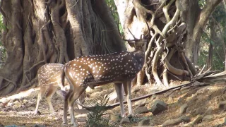 Male Spotted Deer call (HD)