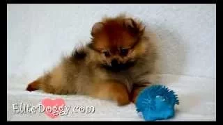 Puppy Pomeranian Orange. Щенок померанского шпица, мини девочка, окрас оранж