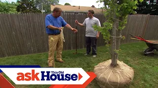 How to Plant a Large-Shade Tree | Ask This Old House