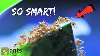 These WEAVER ANTS Understand Sustainability