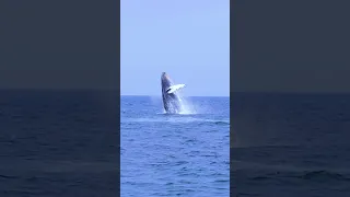 Llegaron las ballenas al pacífico colombiano