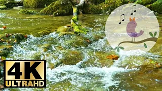 🍃🎶 Sounds of Wildlife: Forest Birds Singing near a Mountain River. #4
