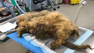 Dog Neglected For Years Finally Gets A Haircut That Uncovers Her Real Identity