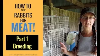 How to Raise Rabbits for Meat:  Part 1 Breeding