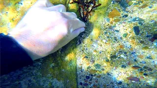 Metal Detecting OLD Underwater "SWIM HOLE" Found GOLD Cash & Relics