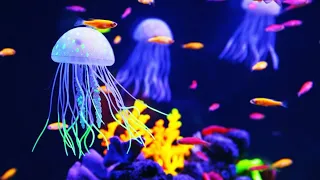 Jellyfish   10480