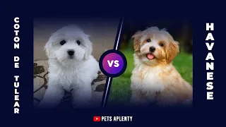 Why the Coton De Tulear is better than the Havanese