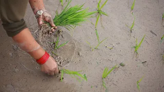 Climate change hits Himalayan rice | Nepali Times