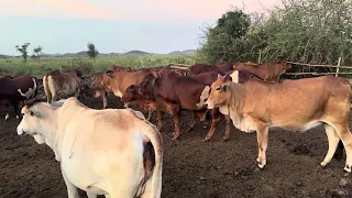 Cattle keeping and how is beneficial to you.