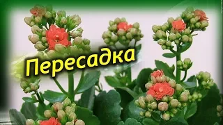 Правильная пересадка каланхоэ! Как и когда пересаживать каланхоэ!