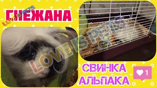 Морская свинка редкой породы Альпака Alpaca Guinea Pig